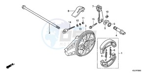 CRF100FC drawing REAR BRAKE PANEL