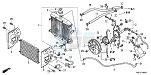 TRX500FAC drawing RADIATOR