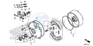 TRX250TEH Europe Direct - (ED) drawing REAR BRAKE DRUM