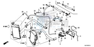 CRF1000DG CRF1000 - Africa Twin - Dual Clutch Europe Direct - (ED) drawing RADIATOR HOSE